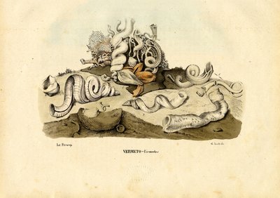 Worm Snails by Raimundo Petraroja